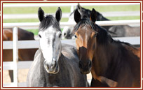 Horses Unlimited Breeding News